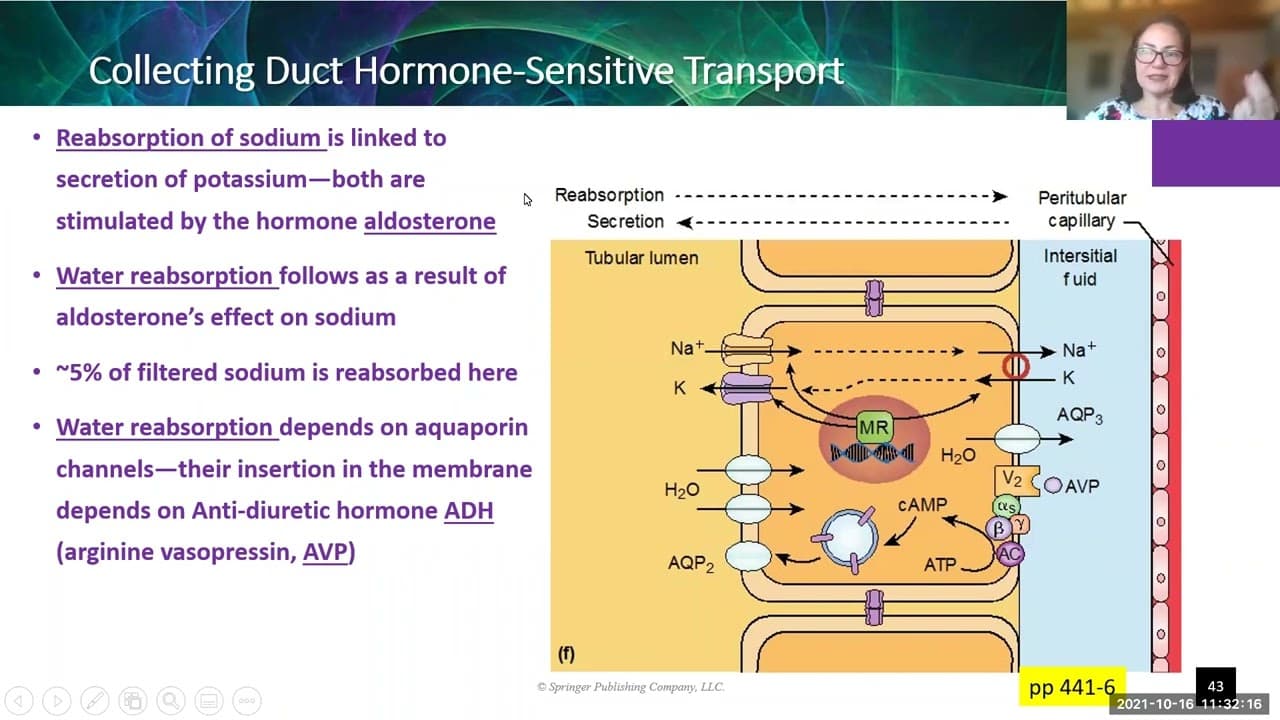 Ch 12 Kidneys - Part 3