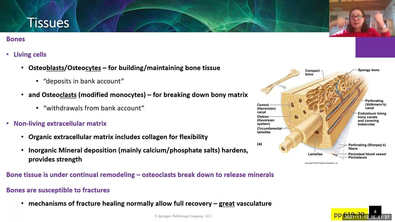 Ch 16 Musculoskeletal System Part 1