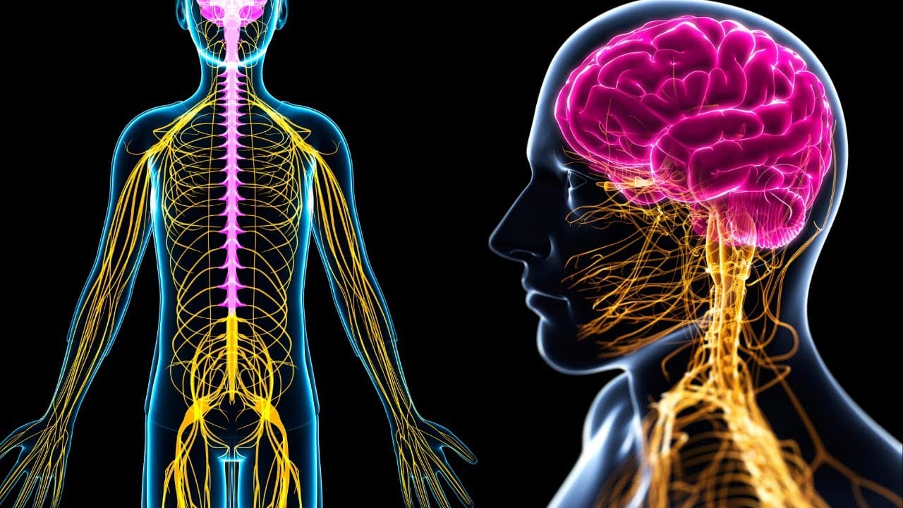 El SISTEMA NERVIOSO PERIFÉRICO explicado: ¿Cuáles son sus partes y cómo funciona?🧠