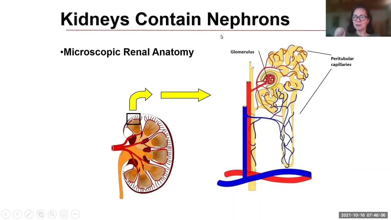 Ch 12 Kidneys - Part 1