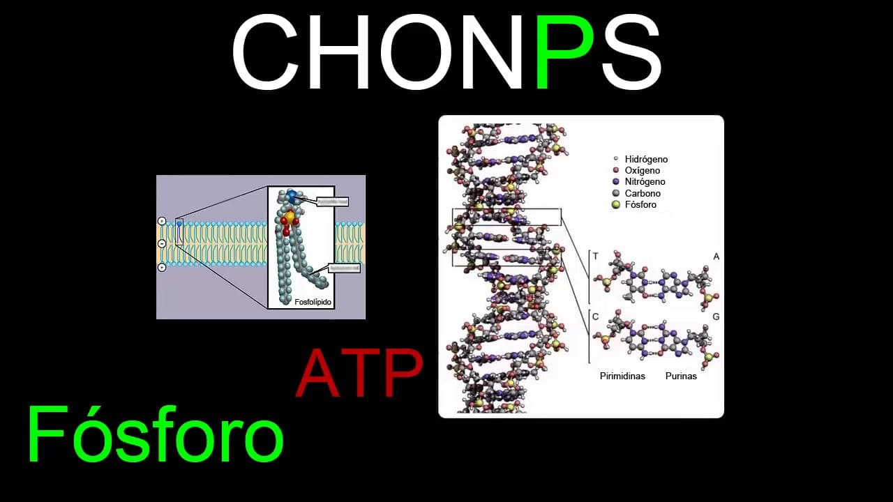 Ciclos biogeoquímicos | Ecología | Biología | Khan Academy en Español