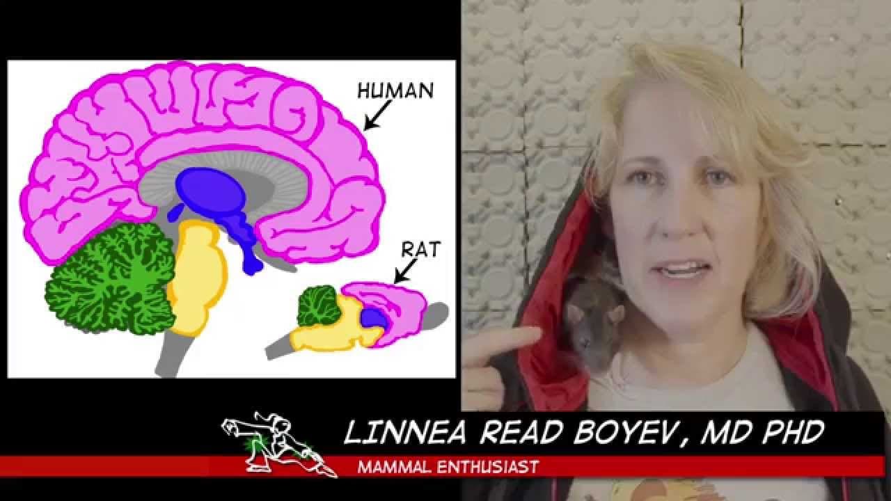 Brain Anatomy for Intro to Pharmacology
