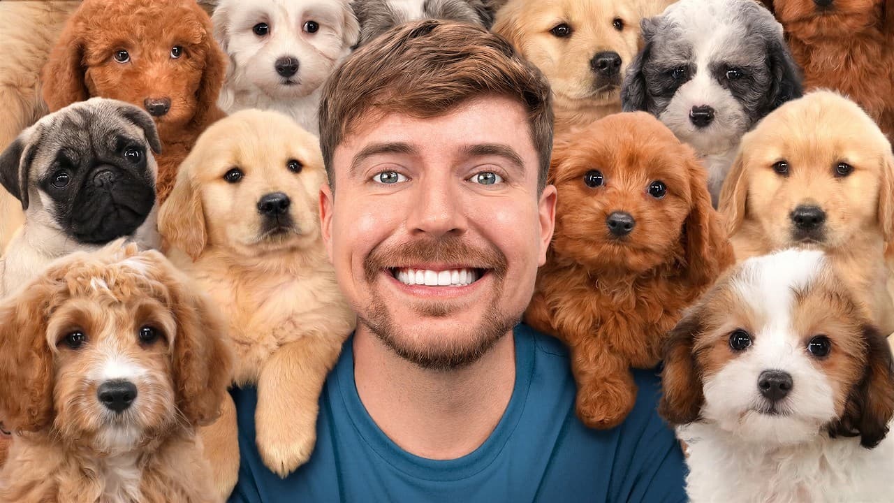 I Adopted 100 Dogs!