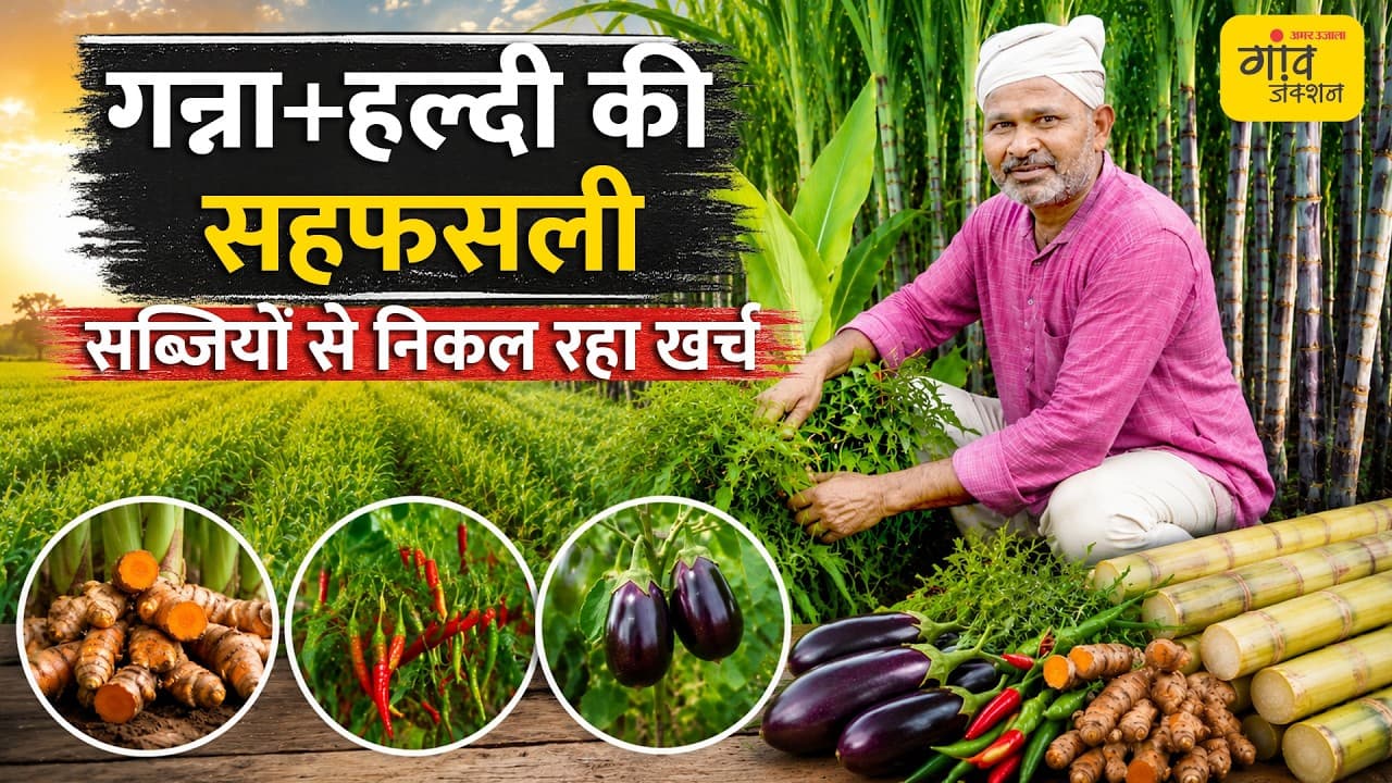 एक एकड़ से 5 लाख की कमाई: गन्ने के साथ हल्दी, बैंगन और मिर्च का सुपरहिट मॉडल | GAON JUNCTION LIVE