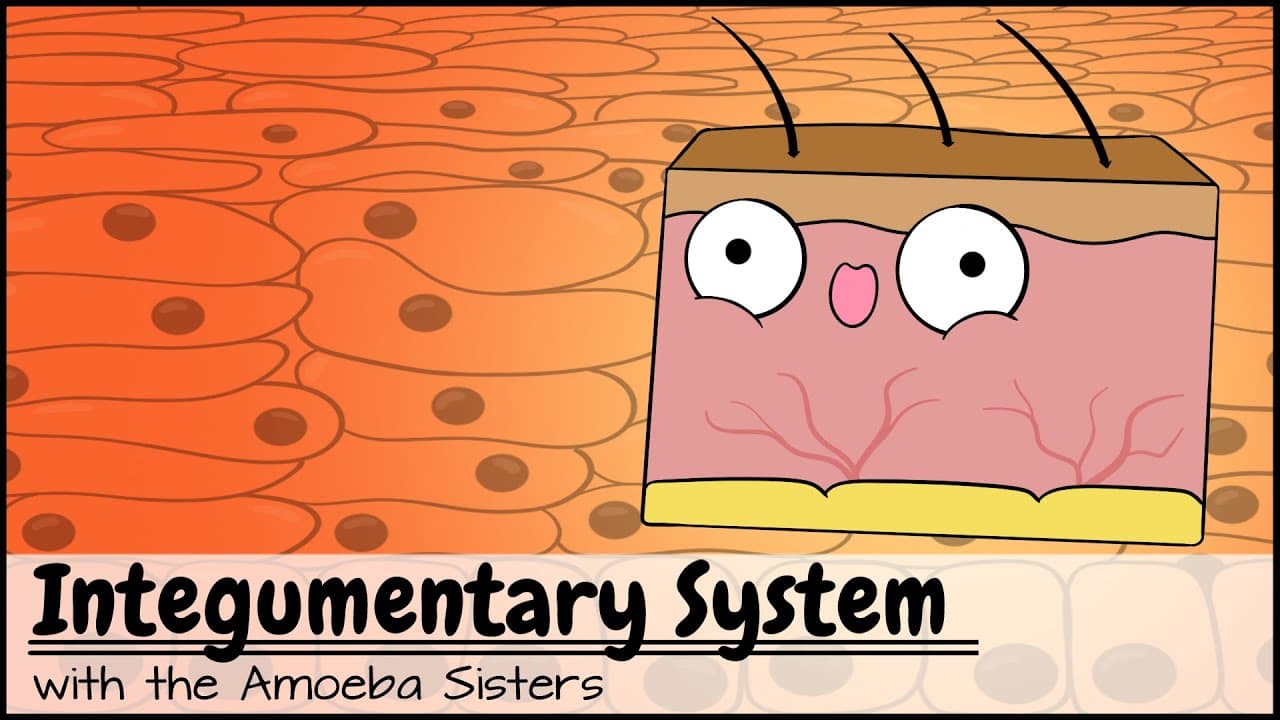 Integumentary System